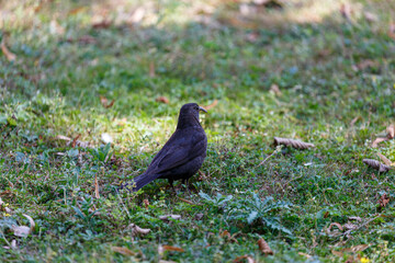 Blackbird on the grass field in a park