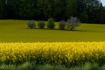 Obraz premium Rape field or Rapeseed Brassica napus in summer under the sunlight