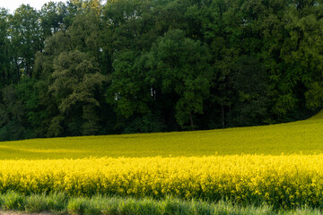 Obraz premium Rape field or Rapeseed Brassica napus in summer under the sunlight