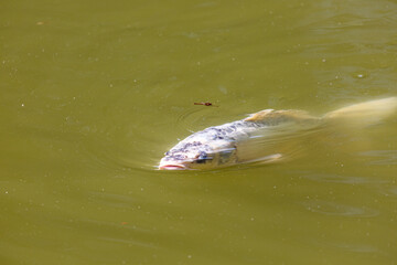 Fish swimming in the lake in park