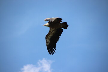 Greifvogel