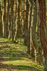 Dancing forest on the Curonian Spit of the Kaliningrad region.