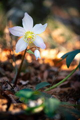 Beautiful Helleborus flower in the woods