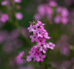 Mexican Heather; close up  on the bush