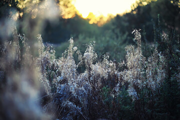 Bright spring greens at dawn in the forest. Nature comes to life in early spring.