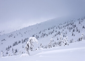 Snow-covered tree on a mountainside. Winter mountain landscape. Fir on a mountain slope covered...
