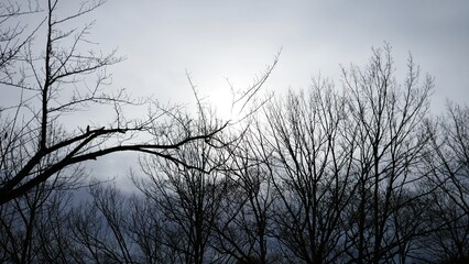 Fototapeta na wymiar 木漏れ日の美しい冬の空