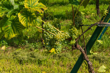Mehrere Weinreben an einem Weinstock