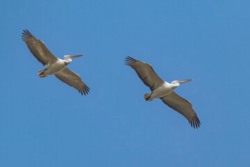 Fototapeta na wymiar Great White Pelicans in flying mode.