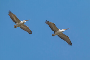 Great White Pelicans in flying mode.