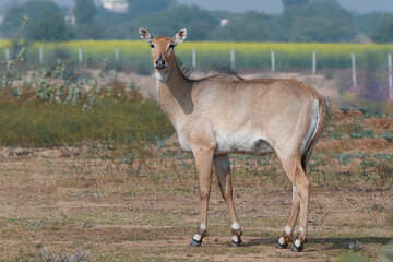 Nilgai Female look at camera.