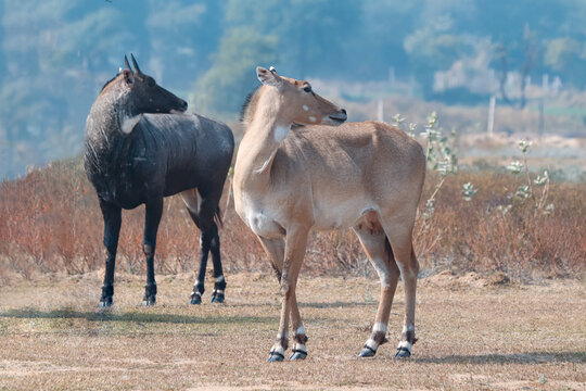 Beautiful and biggest asian antelope nilgai male and female natural habitat.