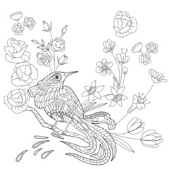 Contour linear illustration for coloring book with paradise bird in flowers. Tropic bird, anti stress picture. Line art design for adult or kids in zen-tangle style, tattoo and coloring page.