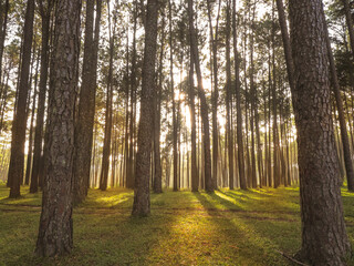 Early morning with sunrise in pine forest