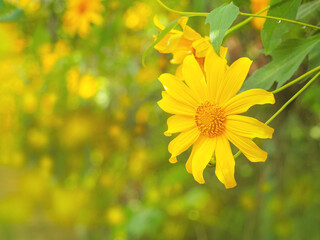 yellow Tree Marigold or Maxican Sunflower and green leaves.