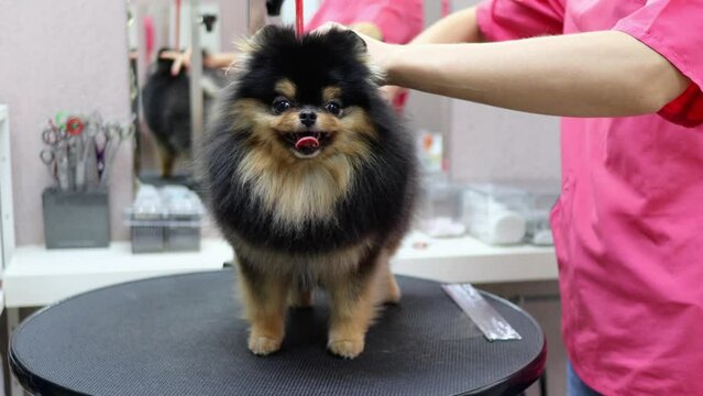Front view of pet groomer holding dog to style hair on its back with scissors