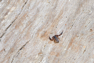 Closeup of the nature of Israel -  Pscudoscorpions on the tree