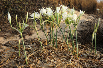 Large white flower Pancratium maritimum on the sandy shores of the Mediterranean Sea in Israel