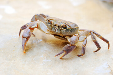 Freshwater land crab in the stream Arugot (Ein Gedi Nature Reserve) in Israel