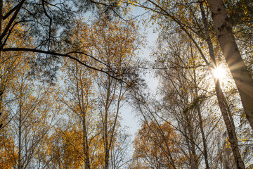 Crowns of trees in the rays of the autumn sun