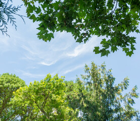 the crowns of a green trees against a blue sky
