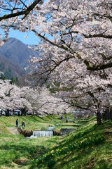Fototapeta na wymiar 東北の春。観音寺川の桜並木。猪苗代、福島、日本。4月下旬。