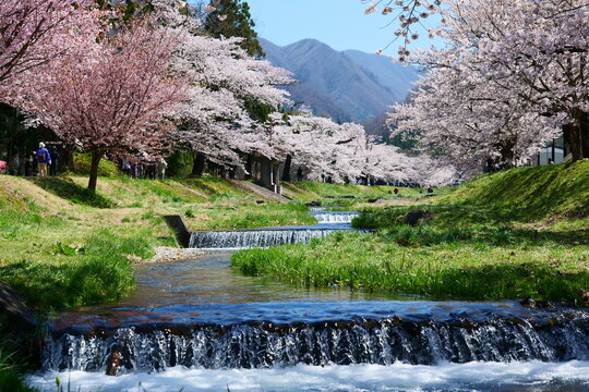 東北の春。観音寺川の桜並木。猪苗代、福島、日本。4月下旬。