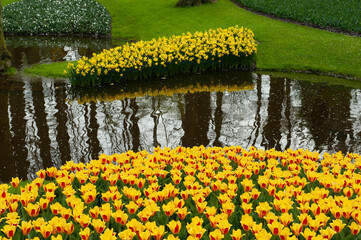Obraz premium Flowering tulips at Keukenhof botanical garden in Lisse, Netherlands. 