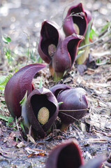 滋賀県高島市のザゼンソウ