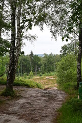 Naturschutzgebiet mit Wald Boxberg im Naturpark Aukrug in Schleswig-Holstein	