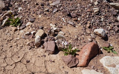 Diplotaxis acris or Desert Rocket in bloom in Arava desert, selective focus on a flower