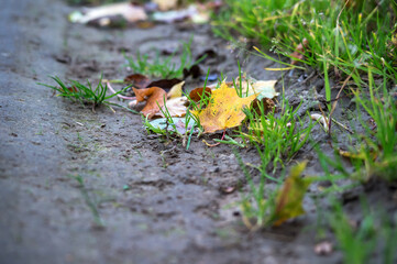 Yellow Maple Leaf. Fallen yellow leaf. Autumn leaf fall.