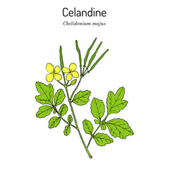 Greater Celandine Chelidonium majus , medicinal plant