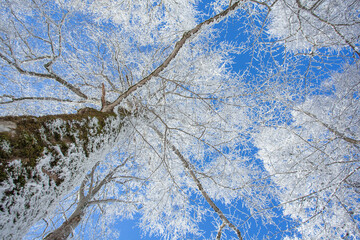 Branches covered with snow against the blue sky. Sabaduri forest. Landscape