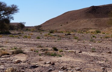 Nubian ibex wild goats family near Eilat, South Israel