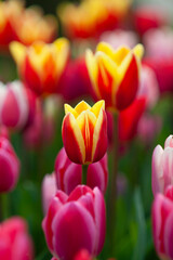 Fototapeta premium Flowering tulips at Keukenhof botanical garden in Lisse, Netherlands. 