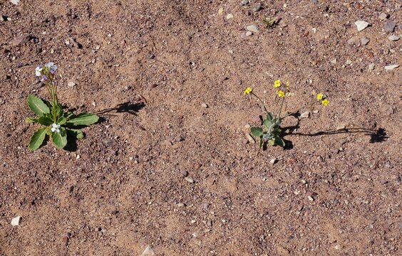 Diplotaxis acris or Desert Rocket in bloom in Arava desert, selective focus on the flower
