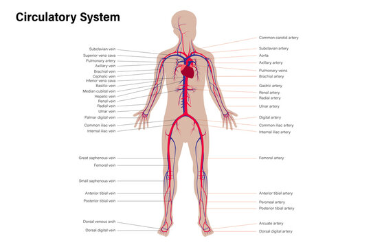 Diagram of human circulatory system with description of veins and arteries. Medical education chart.