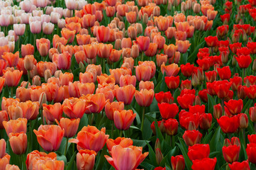 Flowering tulips at Keukenhof botanical garden in Lisse, Netherlands. 
