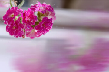 Pink flowers. Background with purple flowers. Water drops on flowers. Background with wet flowers.