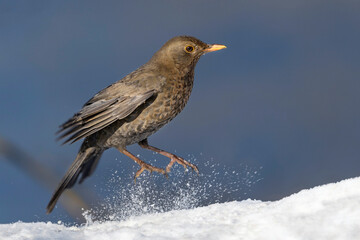 Blackbird - Turdus merula - female, in its natural habitat