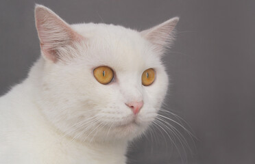White adult male on gray background close up with copy space for text.