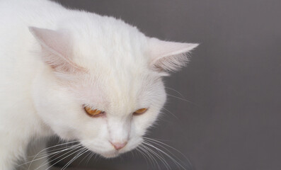 Sad and boring white adult male cat looking down close up with copy space for text.