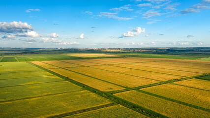 Scenic rows of agricultural fields on a summer farm in the evening. Aerial photography, top view...