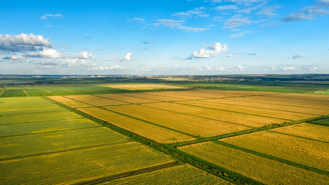 Scenic rows of agricultural fields on a summer farm in the evening. Aerial photography, top view drone shot. Agricultural area of Moscow region. Agrarian land in summertime. Beauty of earth © Konstantin
