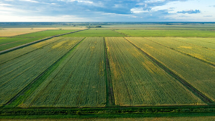Scenic rows of agricultural fields on a summer farm in the evening. Aerial photography, top view drone shot. Agricultural area of Moscow region. Agrarian land in summertime. Beauty of earth