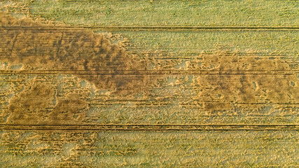 Scenic rows of agricultural fields on a summer farm in the evening. Aerial photography, top view drone shot. Agricultural area of Moscow region. Agrarian land in summertime. Beauty of earth