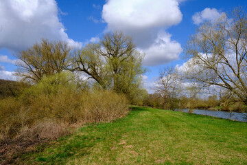 NSG Mainaue bei Augsfeld zwischen der Stadt Haßfurt und Knetzgau, Landkreis Hassberge, Unterfranken, Franken, Bayern, Deutschland