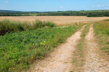 Agricultural road goes along the field with crops on a summer sunny day