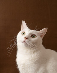 可愛い白猫　茶色背景　ポートレート
